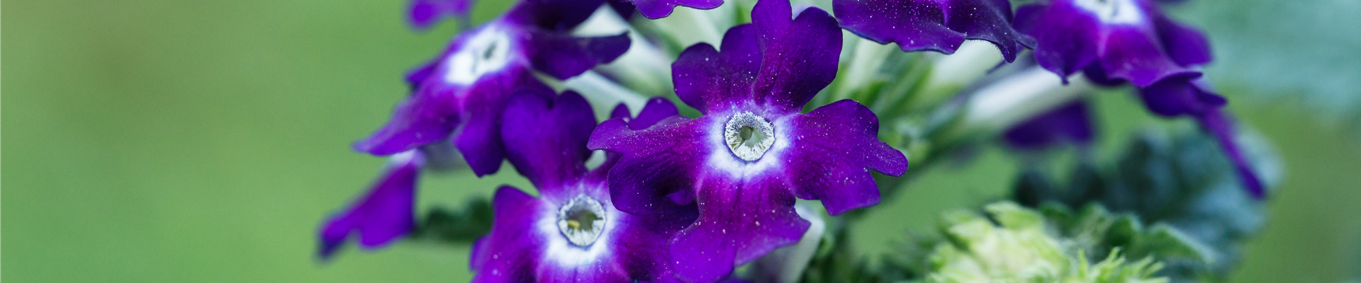 Verbena aufrecht Verbena aufrecht
