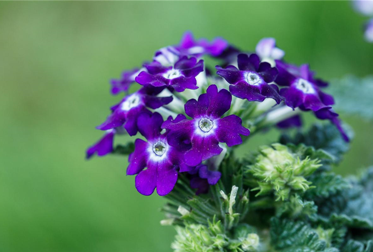 Verbena aufrecht Verbena aufrecht