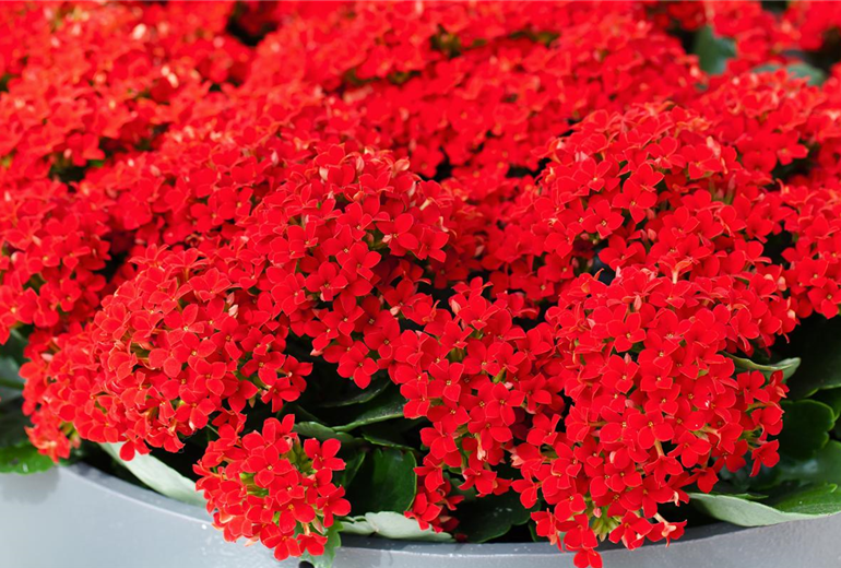 Kalanchoe blossfeldiana 'Lipstick'