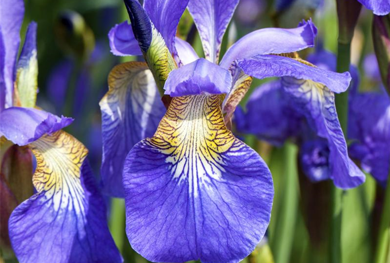 Iris sibirica Iris sibirica