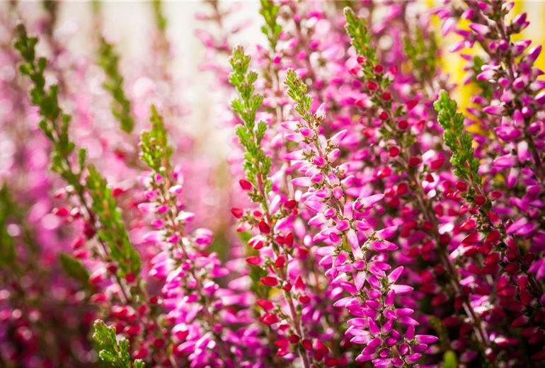 Calluna vulgaris