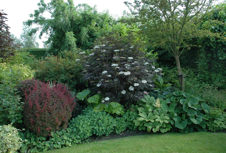 Sambucus nigra 'Purpurea' Sambucus nigra 'Purpurea'