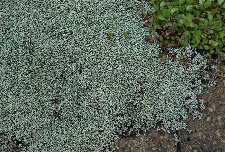 Raoulia australis Raoulia australis