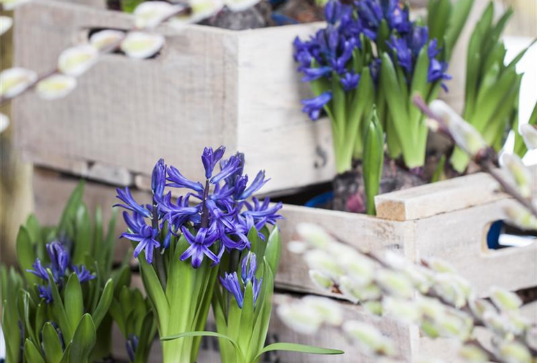 Hyacinthus multiflora Hyacinthus multiflora