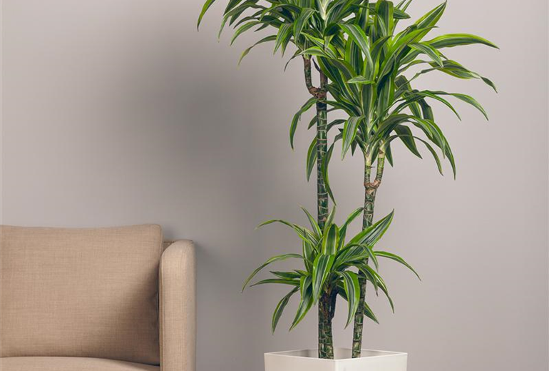 Dracaena fragrans 'Lemon Lime' Dracaena fragrans 'Lemon Lime'