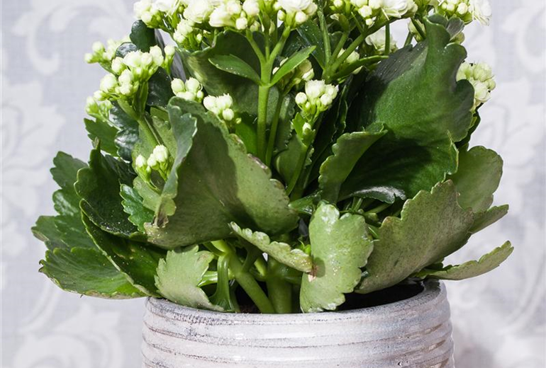 Kalanchoe blossfeldiana, weiß Kalanchoe blossfeldiana, weiß