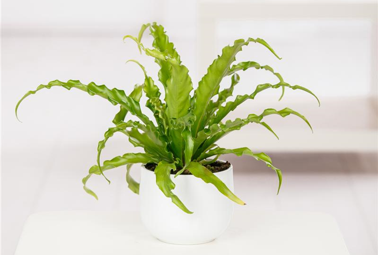 Asplenium nidus Asplenium nidus