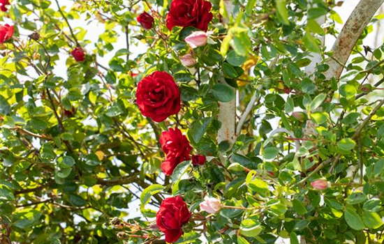 Veredelung von Rosen Veredelung von Rosen