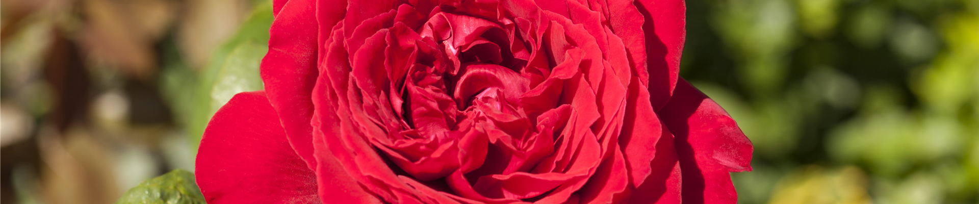 Edelrose, rot Edelrose, rot