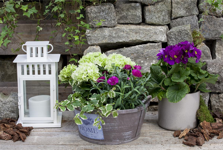 Primula obconica Primula obconica