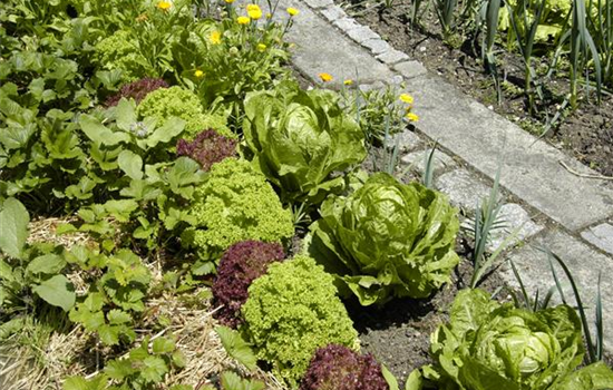Der Gemüsegarten – weder spießig noch langweilig Der Gemüsegarten – weder spießig noch langweilig