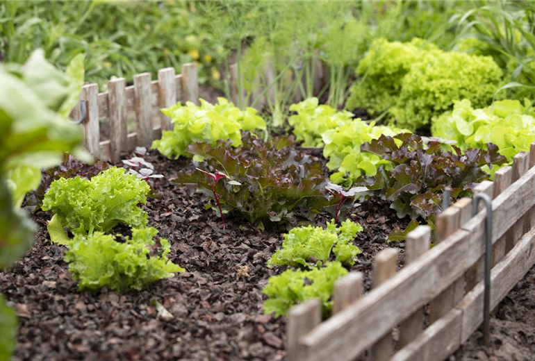 Lactuca sativa Lactuca sativa