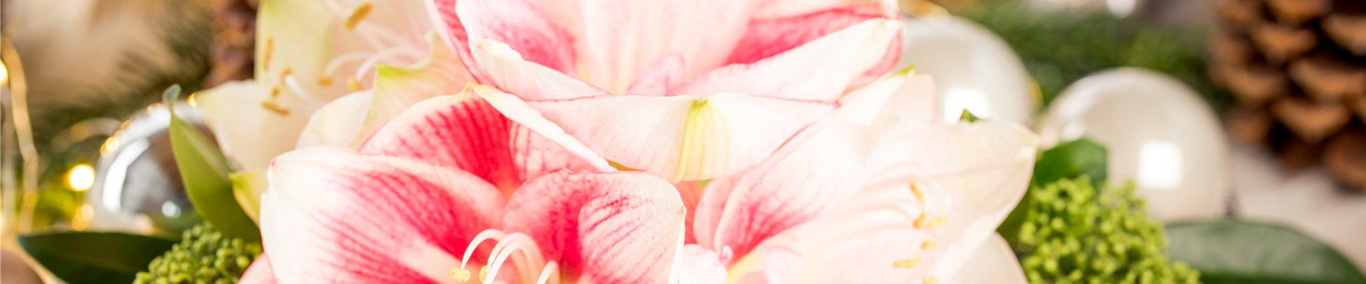 Hippeastrum Hippeastrum