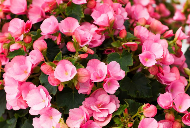 Begonia betulia Begonia betulia