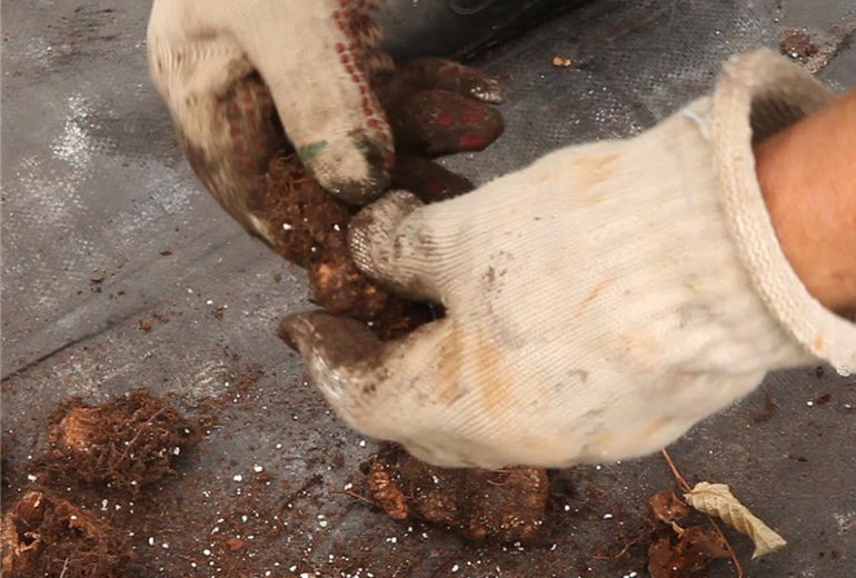 Begonien - Überwintern (Anleitung - 3) Begonien - Überwintern (Anleitung - 3)