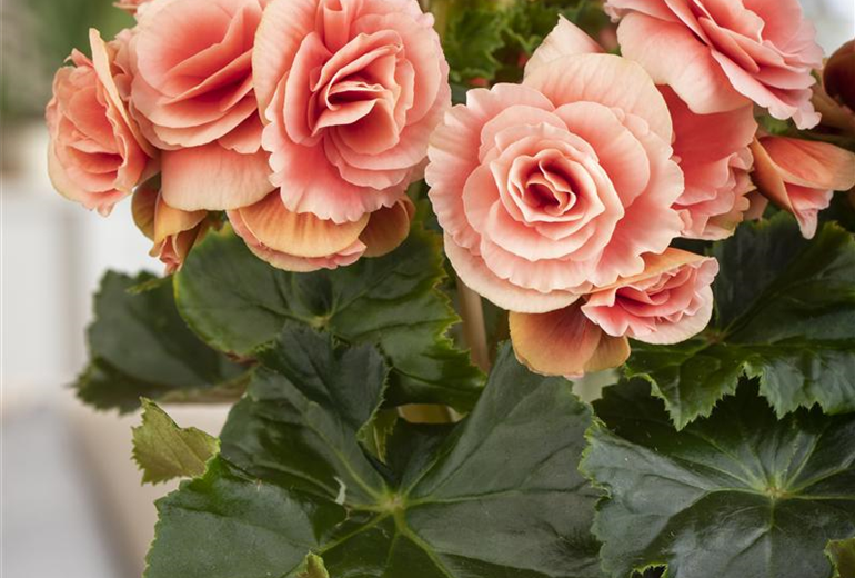 Begonia elatior, rosa Begonia elatior, rosa