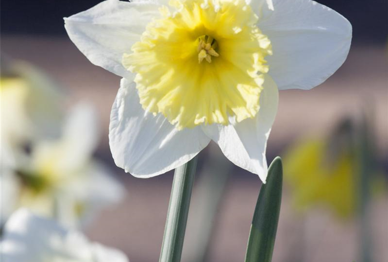 Narcissus Narcissus