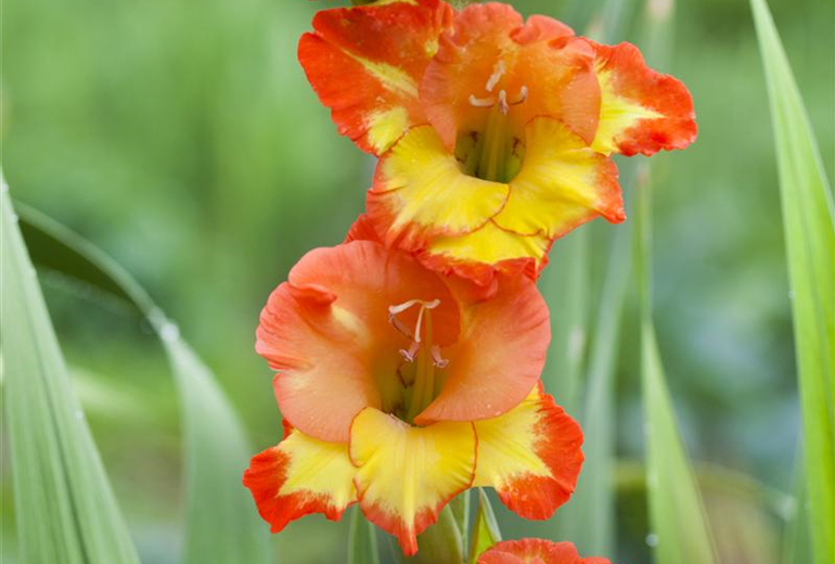 Gladiolus, gelb-rot
