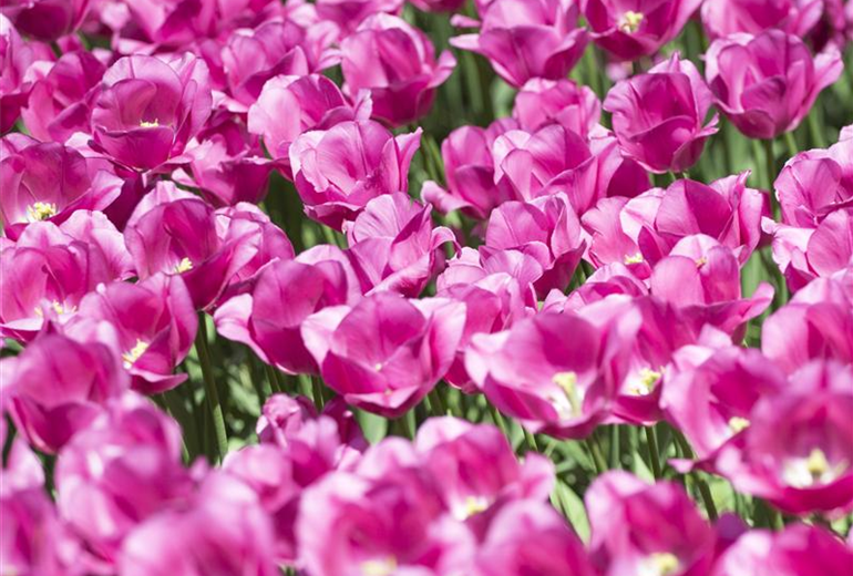 Tulipa, rosa Tulipa, rosa