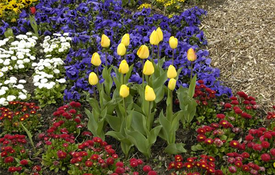 Zwiebellaub braucht eine professionelle Behandlung!