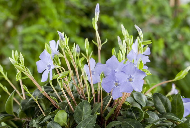 Vinca minor Vinca minor