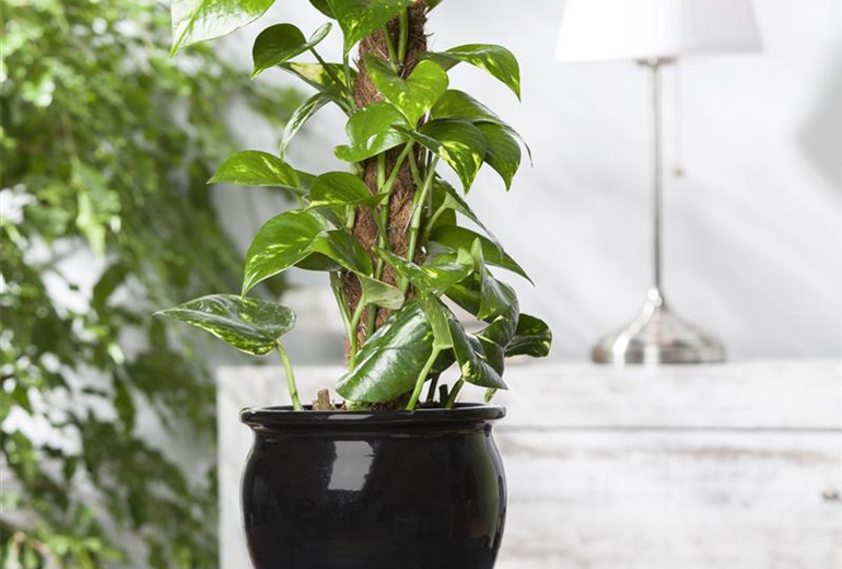 Epipremnum aureum Epipremnum aureum