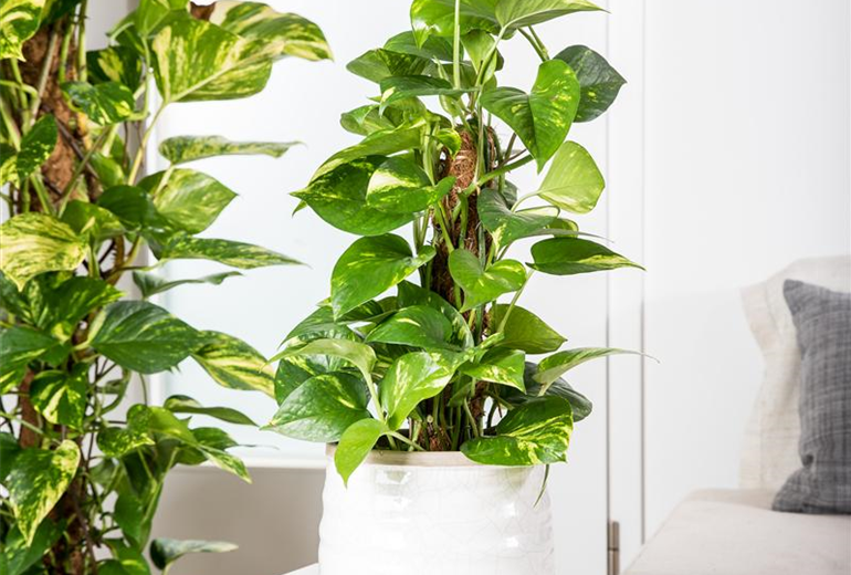 Epipremnum pinnatum Epipremnum pinnatum