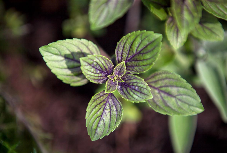 Mentha x piperita 'Chocolate'