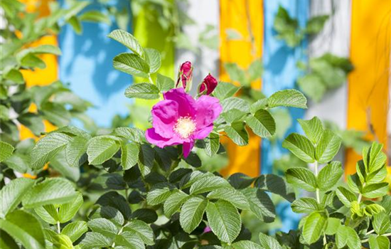 Warum nicht jede Rose eine Duftrose ist Warum nicht jede Rose eine Duftrose ist