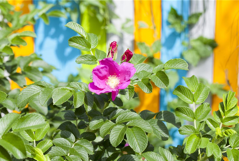 Wildrose