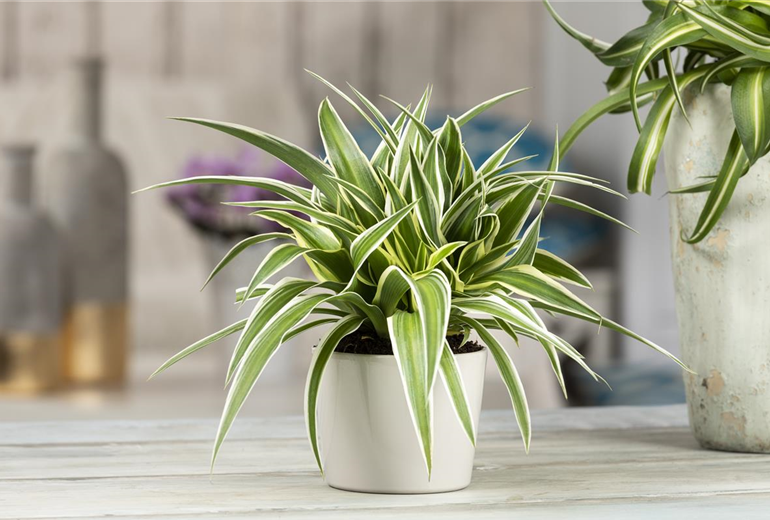 Chlorophytum comosum 'Ocean' Chlorophytum comosum 'Ocean'