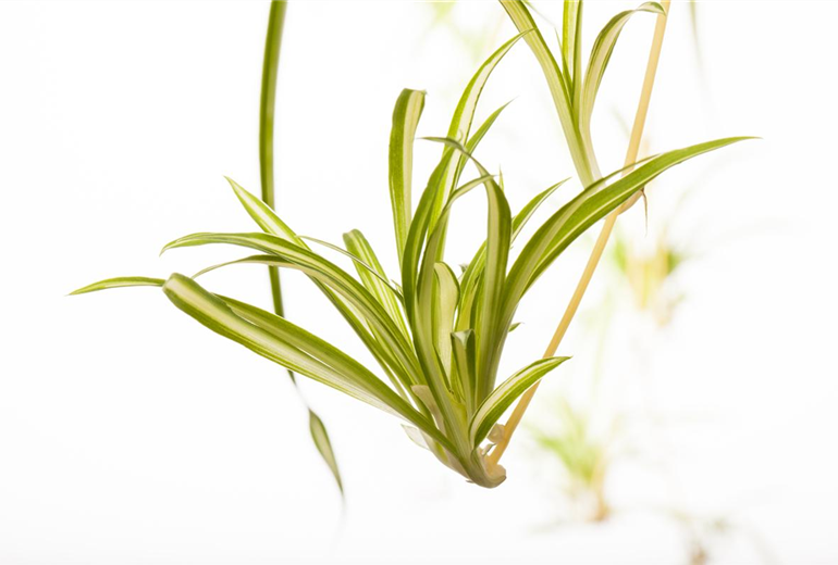 Chlorophytum comosum 'Variegatum' Chlorophytum comosum 'Variegatum'