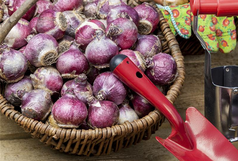 Hyacinthus Hyacinthus