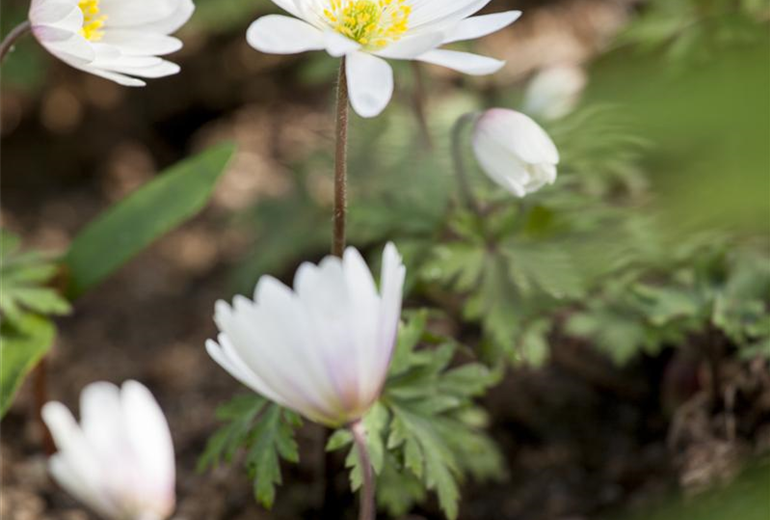 Anemone blanda Anemone blanda