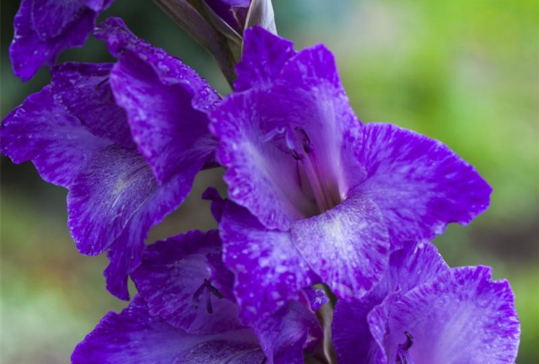 Gladiolus, blau Gladiolus, blau