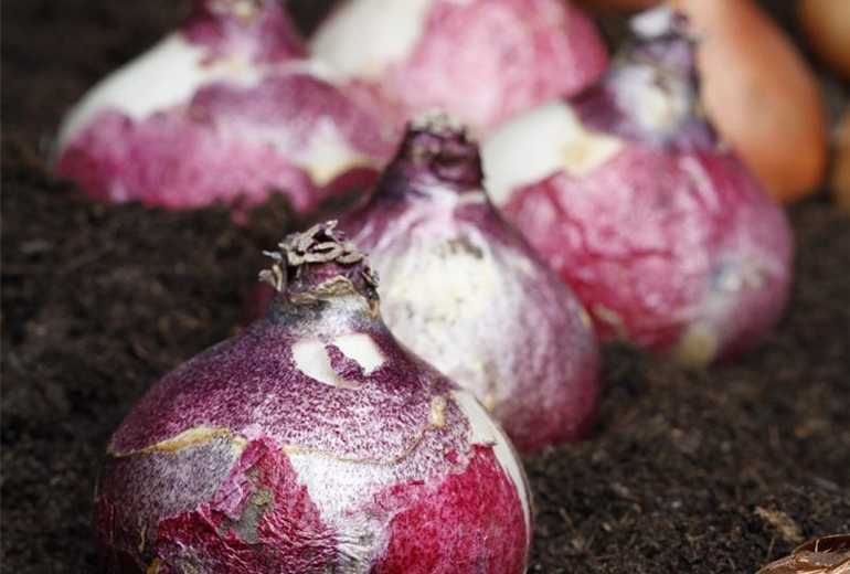 Hyacinthus Hyacinthus