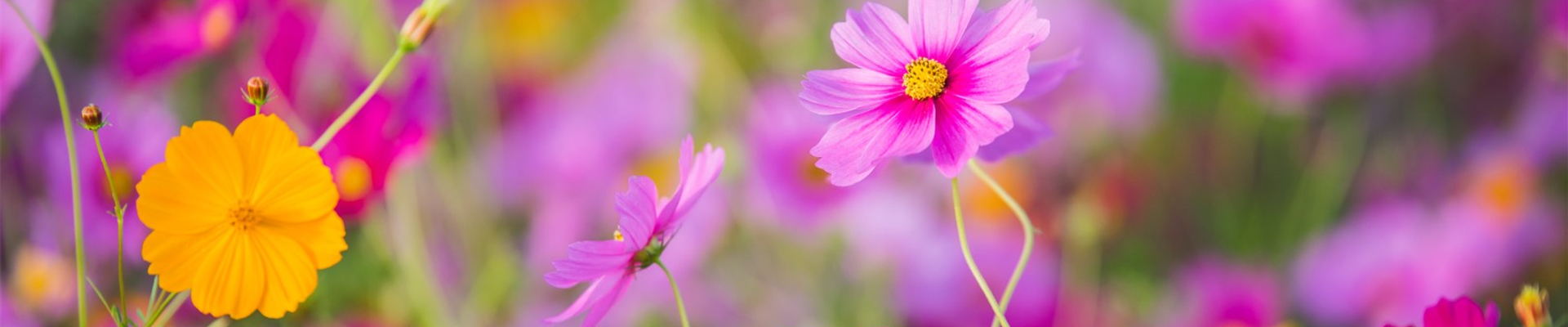 bigstock-The-Cosmos-Flower-Of-Grassland-216178111 (Groß) bigstock-The-Cosmos-Flower-Of-Grassland-216178111 (Groß)