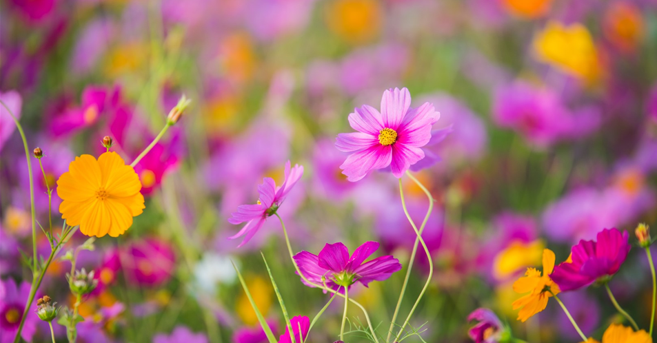 bigstock-The-Cosmos-Flower-Of-Grassland-216178111 (Groß).jpg