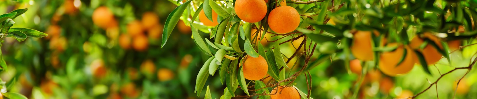 bigstock--203266750 (Large)