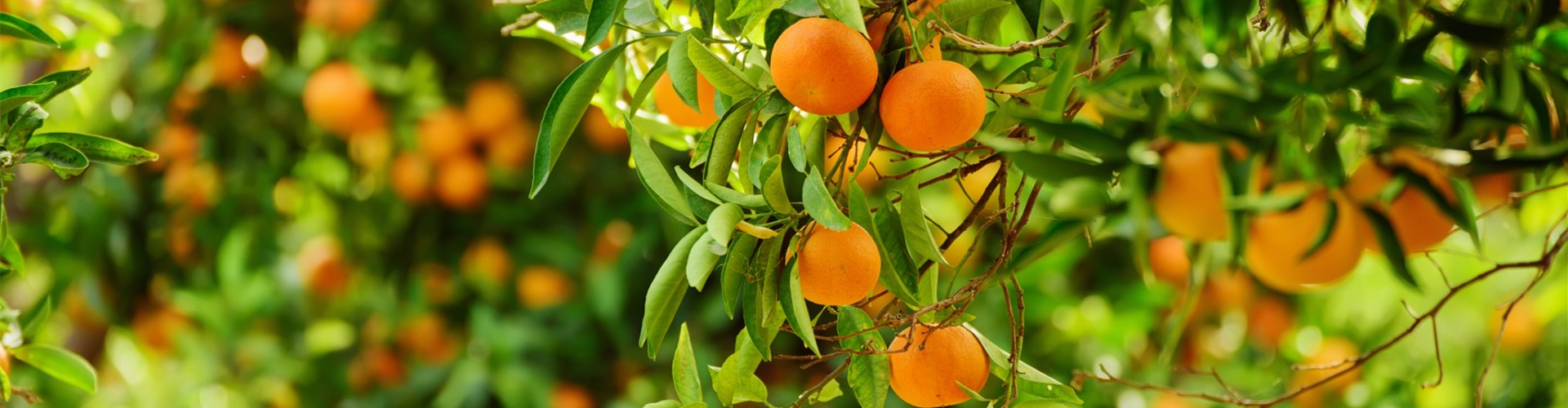 bigstock--203266750 (Large) bigstock--203266750 (Large)