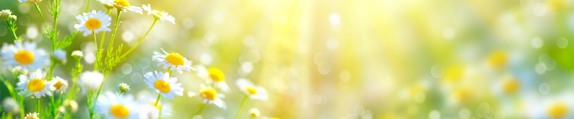 bigstock-Chamomile-flowers-field-wide-b-137923193 (Groß)