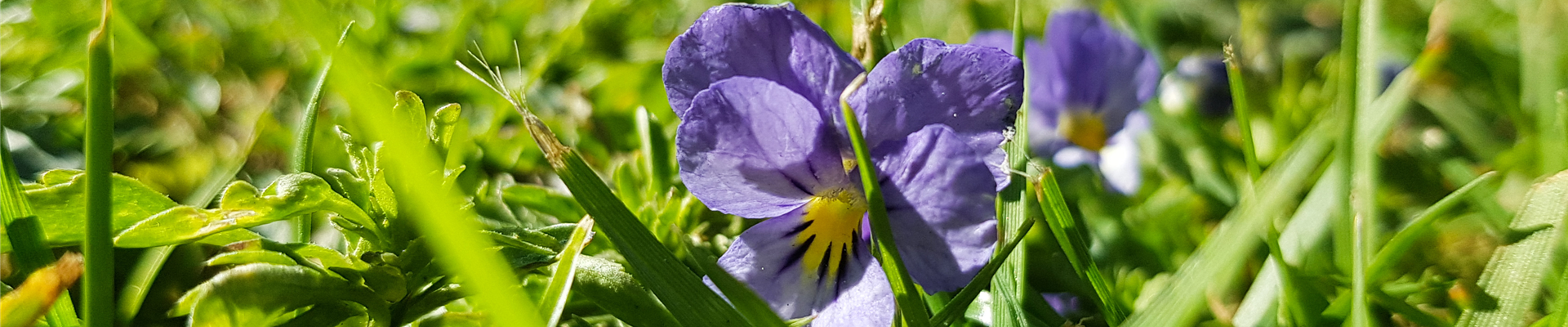 Veilchen im Rasen Veilchen im Rasen