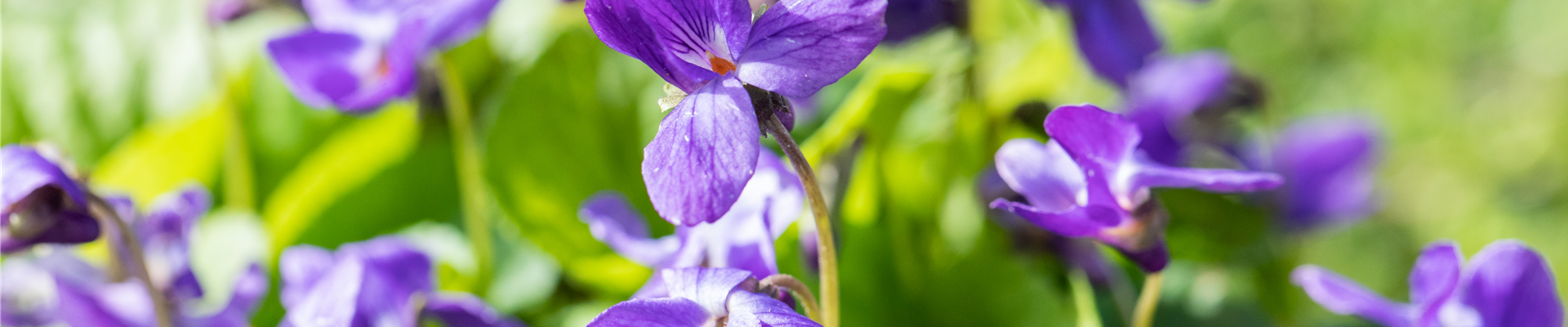 Viola odorata 'Königin Charlotte' Viola odorata 'Königin Charlotte'