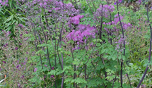 Thalictrum aquilegifolium 'Black Stockings'