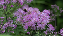 Thalictrum aquilegifolium 'Black Stockings'