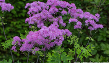 Thalictrum aquilegifolium 'Black Stockings'