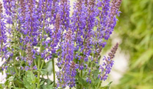 Salvia nemorosa 'Viola Klose'