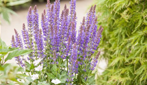 Salvia nemorosa 'Viola Klose'