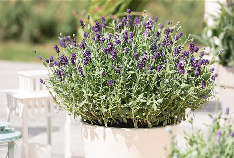 Lavandula angustifolia