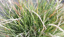 Festuca amethystina 'Aprilgrün'